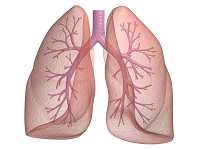 Asztma, a légutak gyulladásos megbetegedése