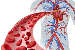 a fokhagyma jótékony hatásai a szív egészségére prebiotin szív-egészségügyi kiegészítő