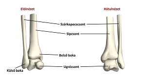 a lábujjak ízületeinek osteoarthritis