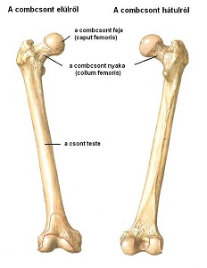 csontok osszeforrasa