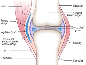 osteoarthrosis a térdízület 2 3 fokú kezelése hatékony kenőcs a lábak ízületeinek fájdalmára