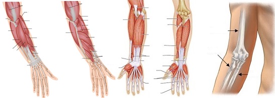 a könyökízület kezelésének menete diagnózis artritisz artrózis a térd